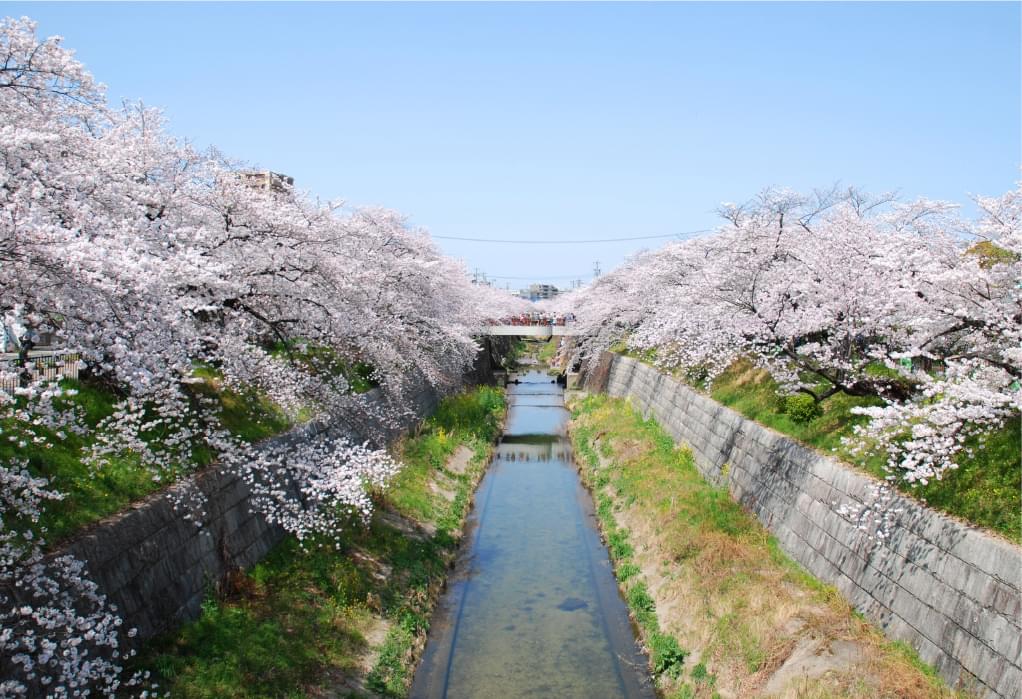 山崎川（約1.9km）