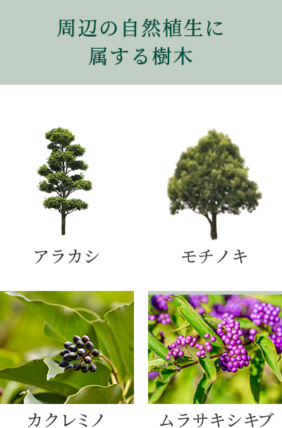 周辺の自然植生に属する樹木