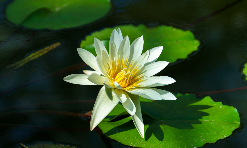 神代植物公園