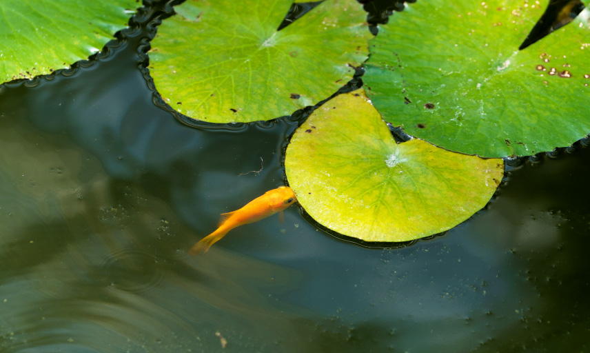 神代植物公園