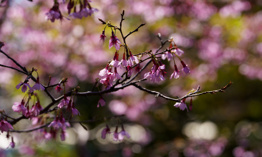 神代植物公園