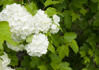 セイヨウテマリカンボク