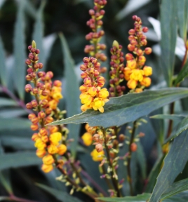 マホニアンコンフューサ