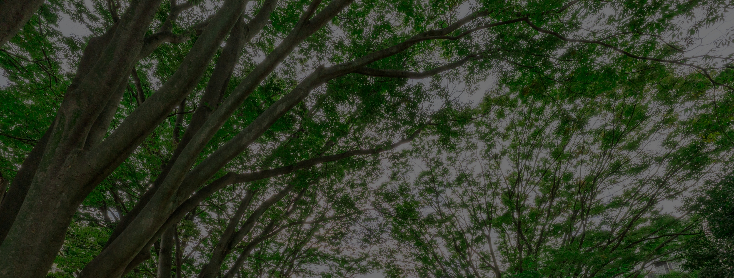 一ツ木公園（300m／徒歩4分）